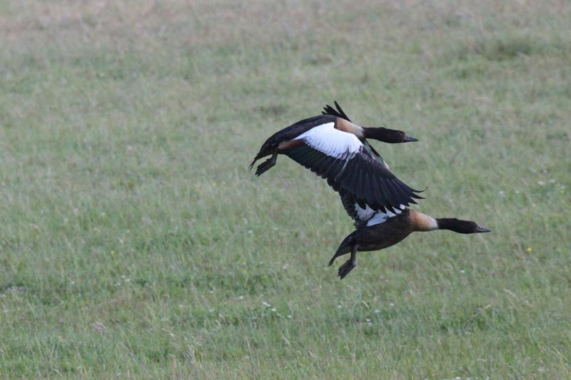 Australian Shelduck