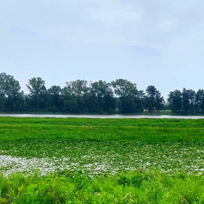 Le paradis perdu des nénuphars