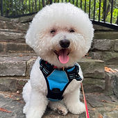 A smiling white fluffy dog in a harness