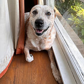 A dog named Rooser sitting in the window, peeking out from behind curtains