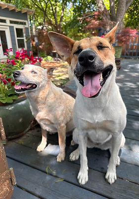 Two dogs laughing