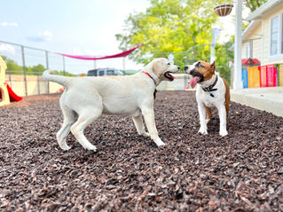 LIVING WITH A MULTI DOG HOUSEHOLD