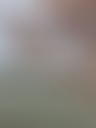 Peak Cherry Blossom Time Is Finally Here