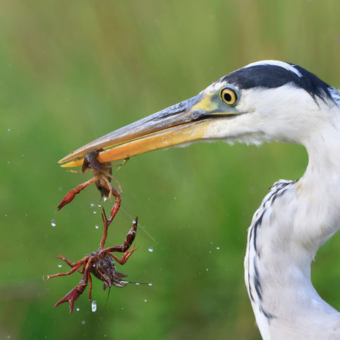 le repas du héron cendré