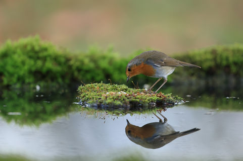 Les oiseaux du jardin a la mangeoire