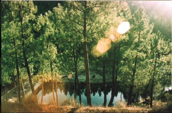 Fotografia de árvores junto a um lago com luz do sol atravessando a floresta