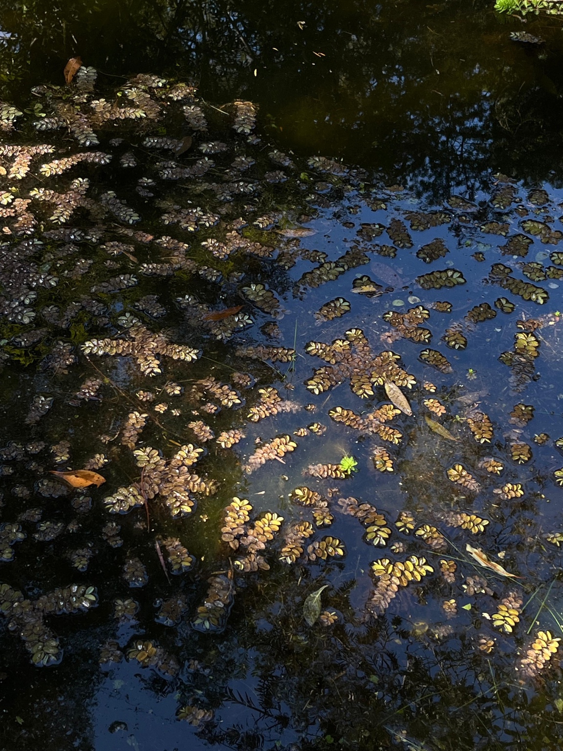 Vegetação aquática refletida na água escura