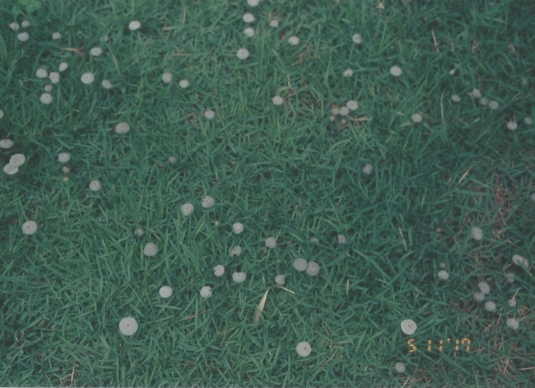 Gramado com pequenas flores em fotografia de textura esverdeada