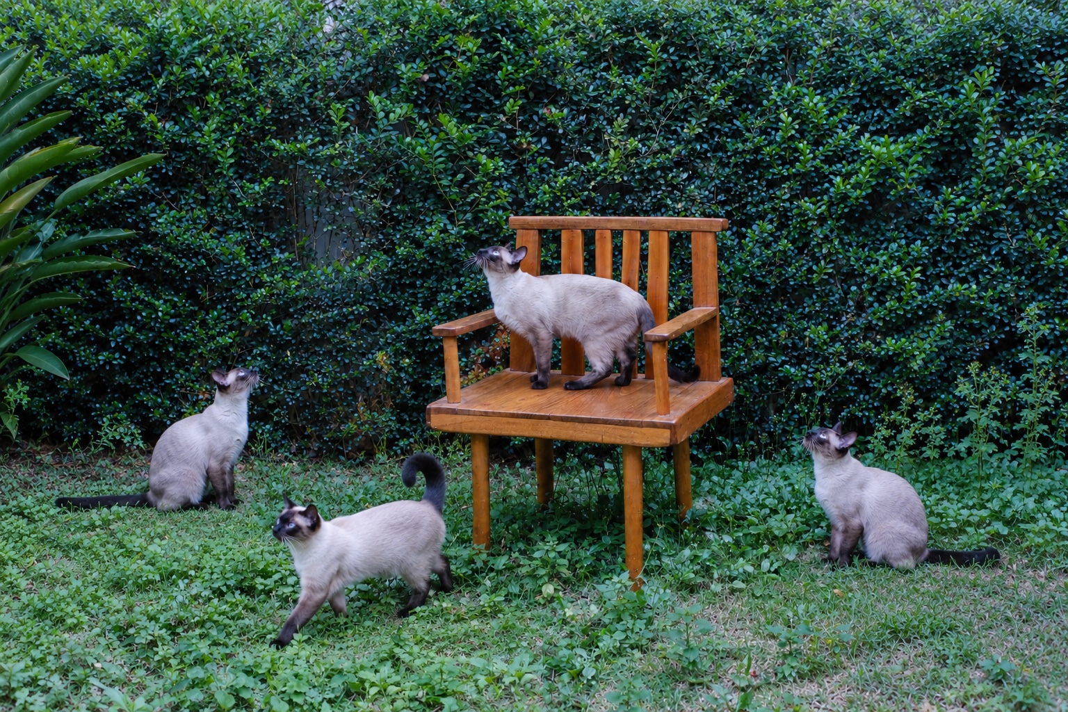 Quatro gatos siameses ao redor de uma cadeira de madeira em um jardim