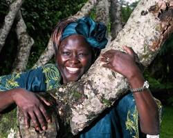 Wangari Maathai e o Green Belt Movement: Wangari abraçada ao tronco de uma grande árvore, simbolizando a proteção da natureza e a resiliência das mulheres quenianas.