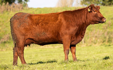 Lisduff Red Kate V719