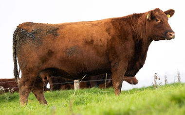Lisduff Miss Lindsay U589