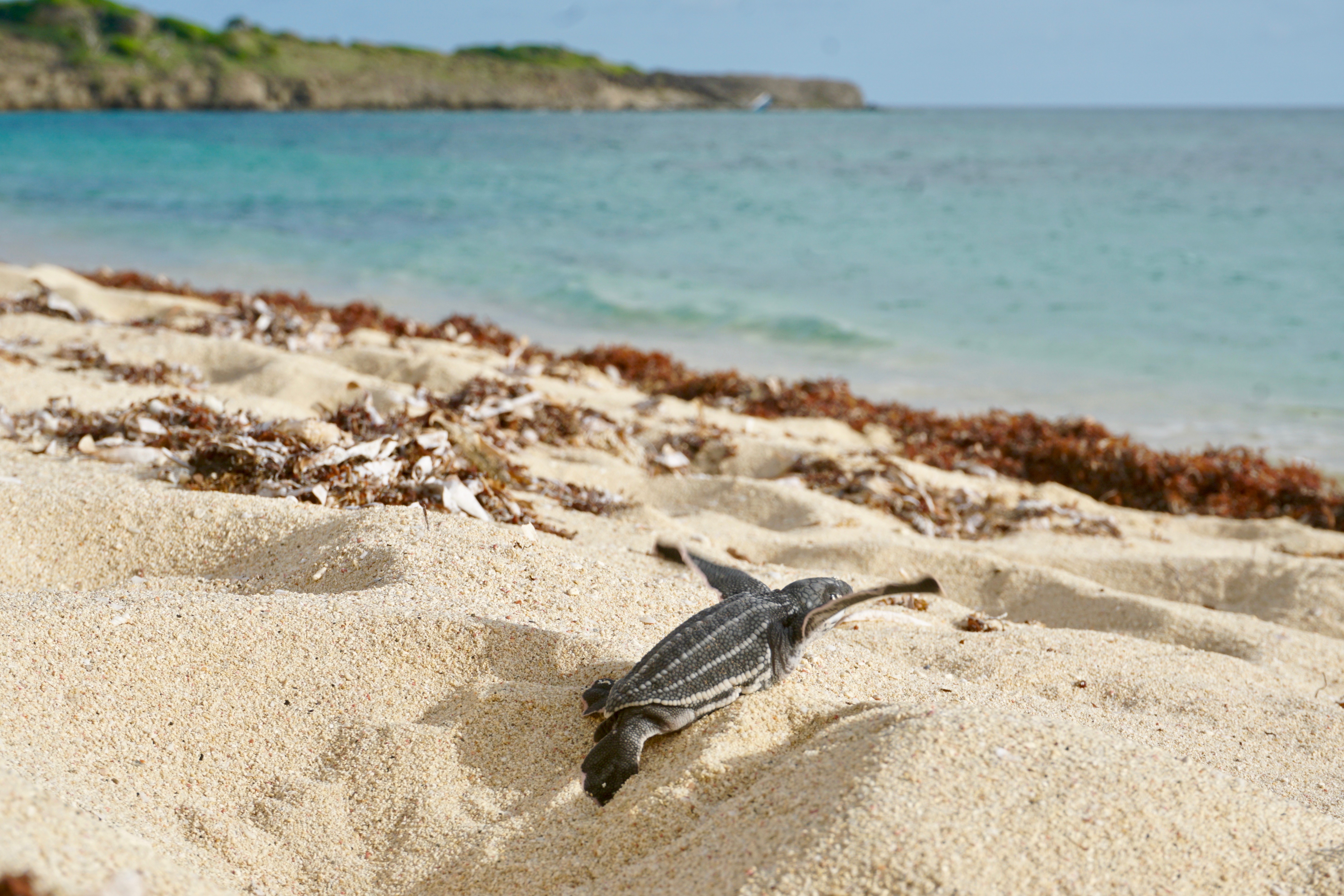 A big leap into the Ocean, Leatherback h