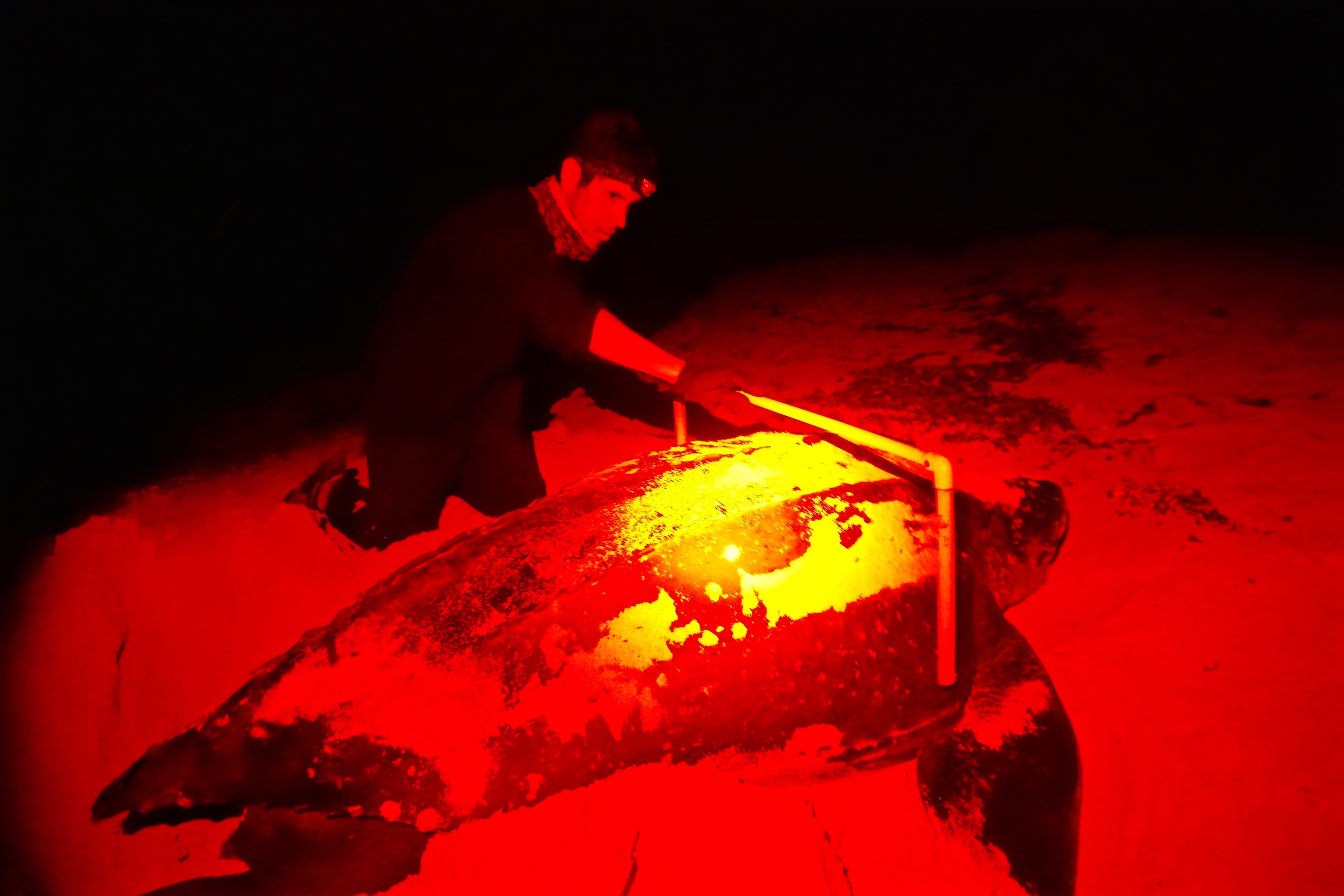 Leo and leatherback