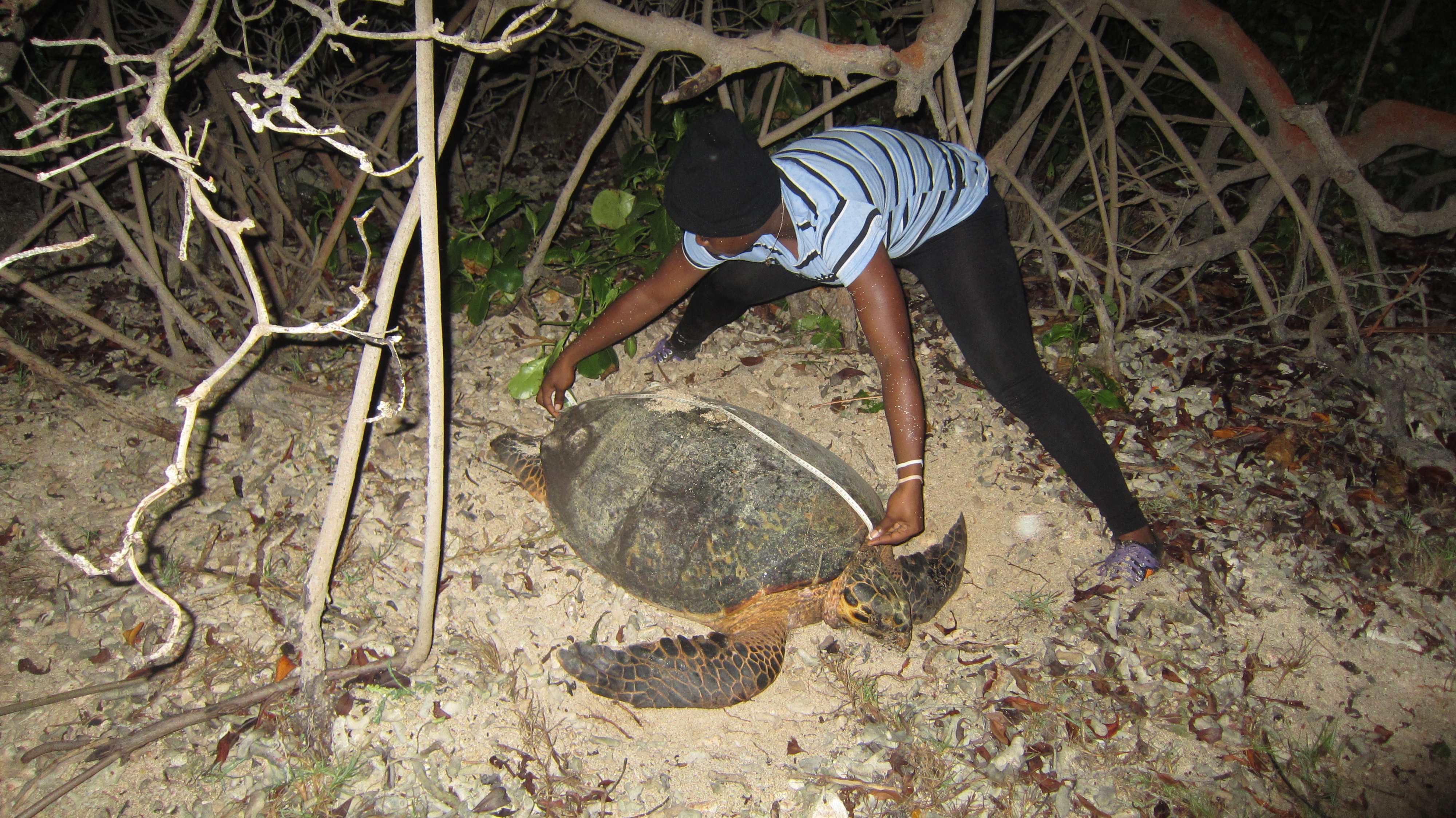 Antonia and hawksbill