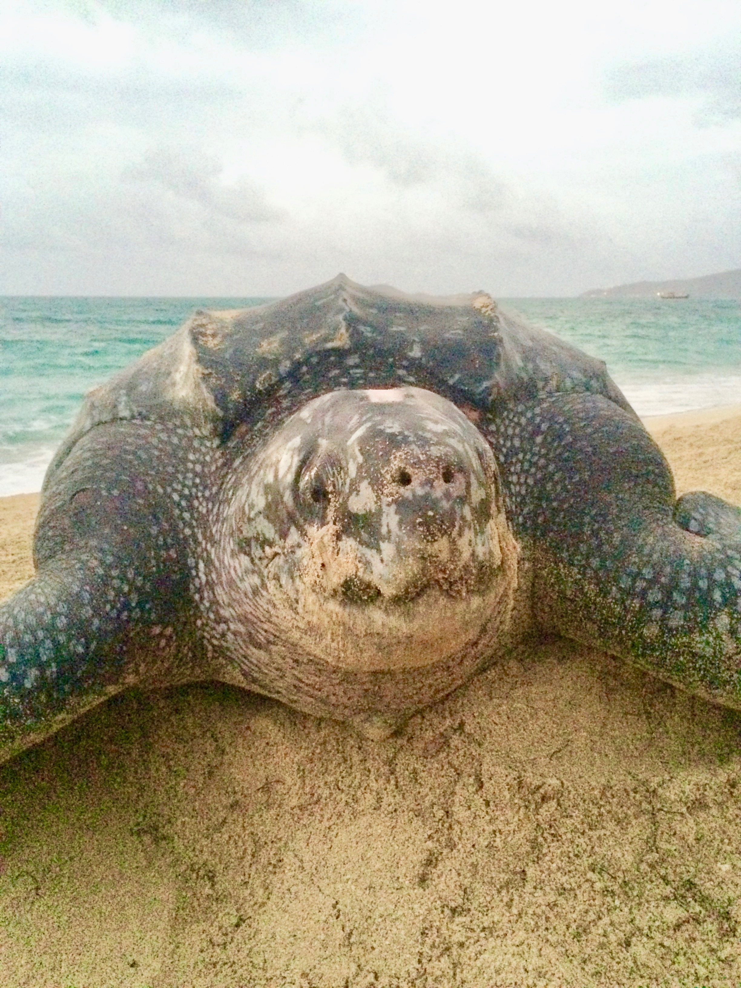 Post-nesting Leatherback in Petit Carena