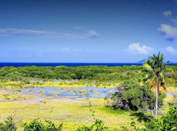 Petit Carenage wetland