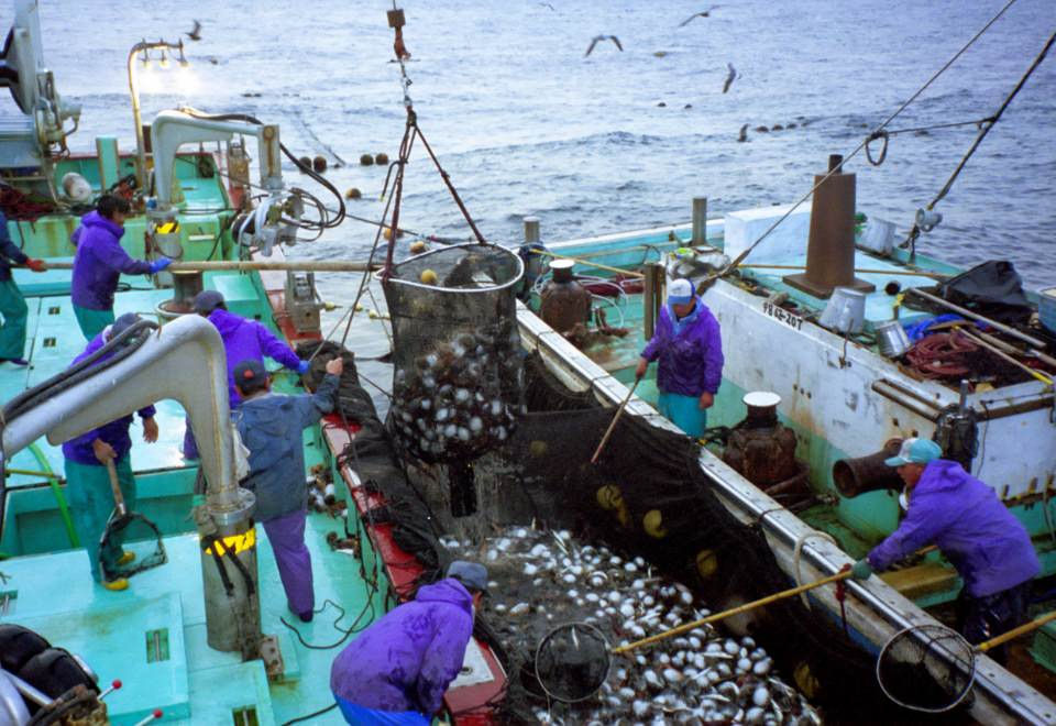 海から届く感動 ― 水揚げの瞬間を間近で