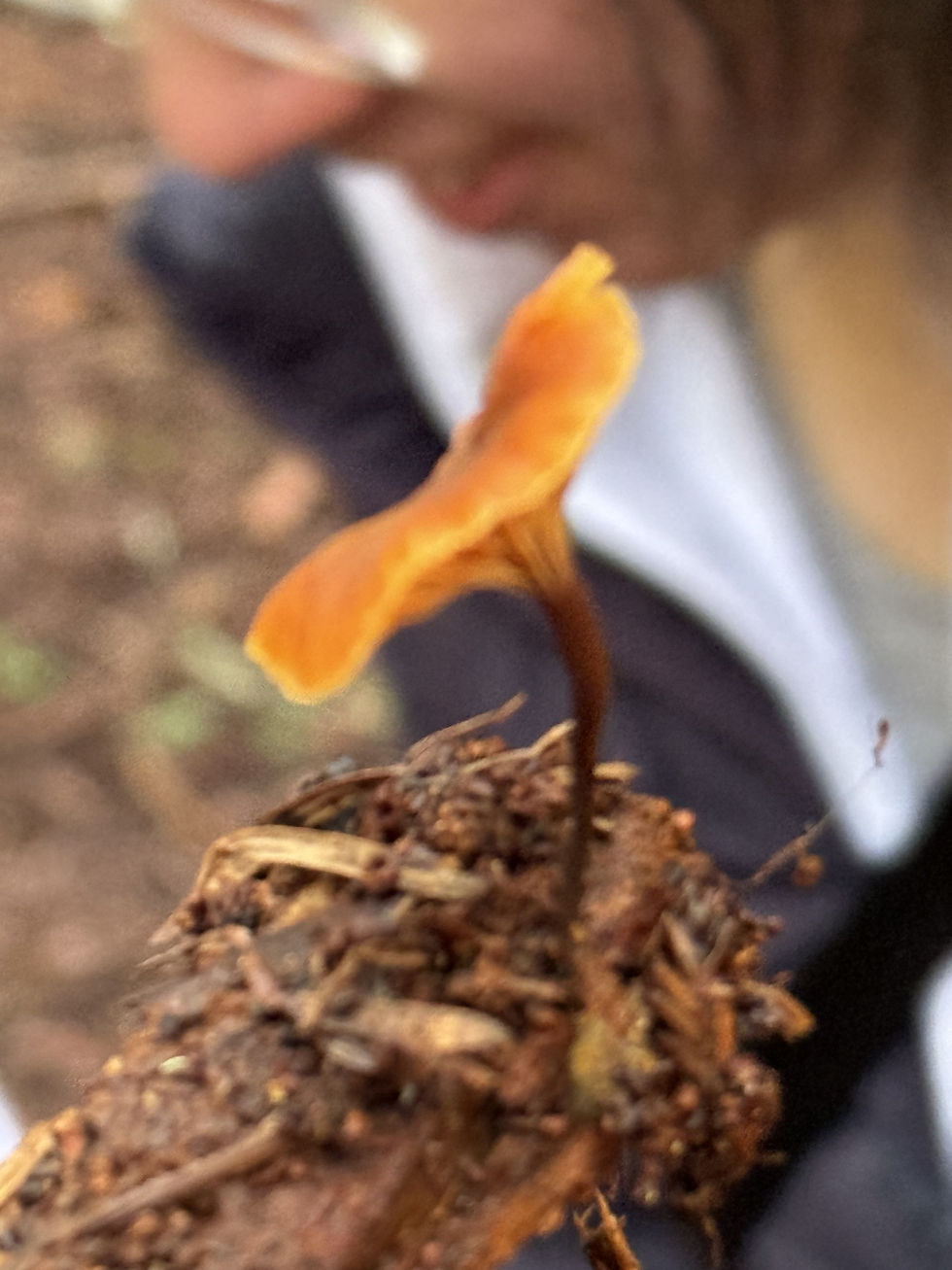 Micromphale arbuticola