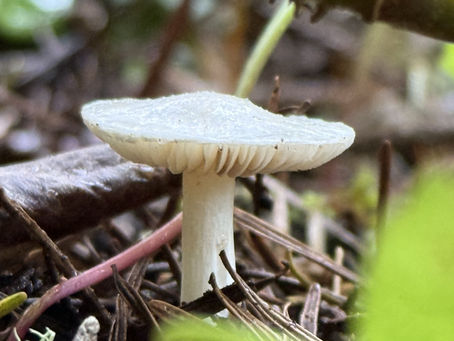 Cowboy's handkerchief