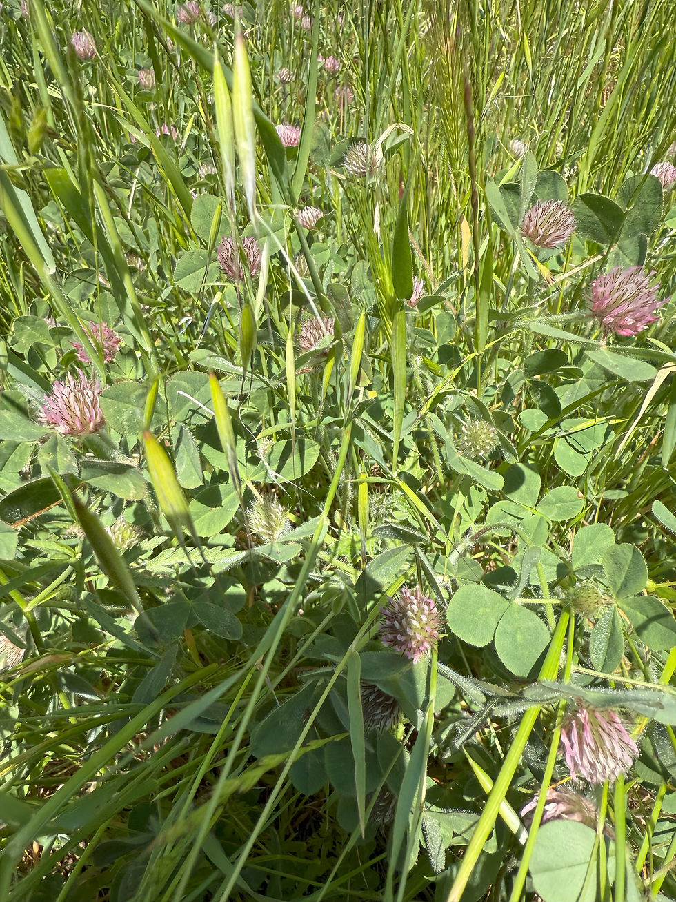 Red Clover (Trifolium pratense)