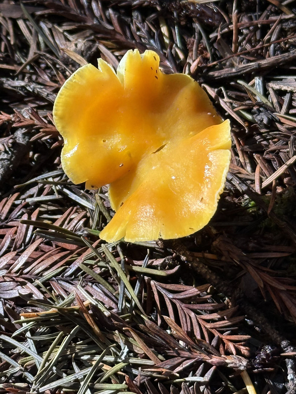 Hygrocybe conica