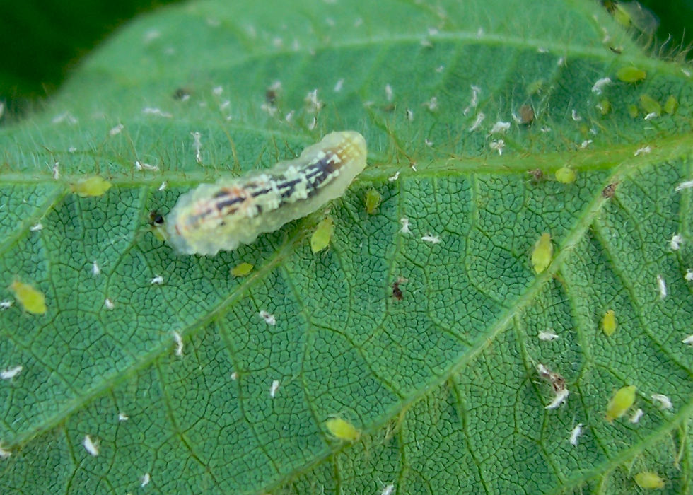 Hoverfly larva and soybean aphids