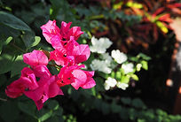 バリ舞踊ワークショップを開催します