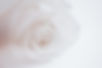 white rose in close up photography_edited_edited.jpg
