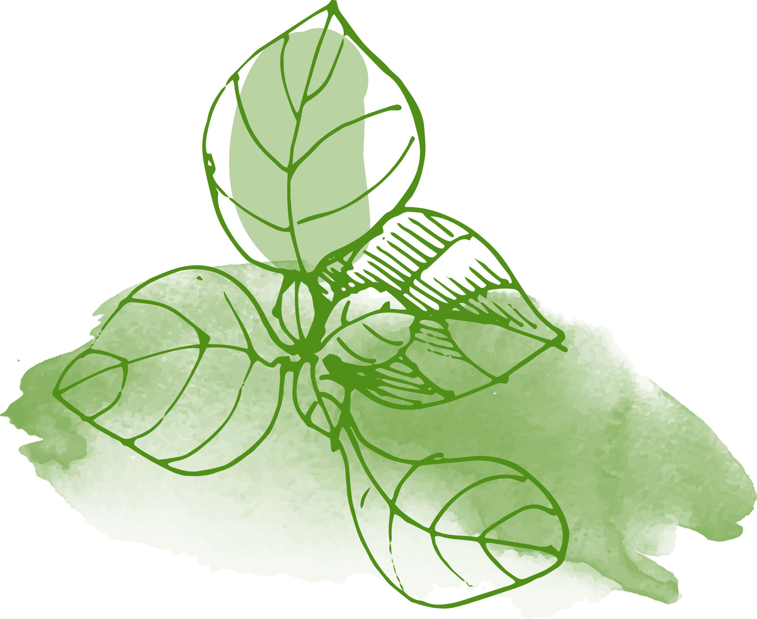 nature illustration, green leaves