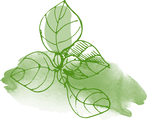 葉っぱの画像