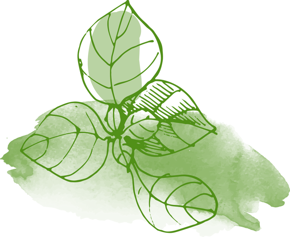 Green Leaf Sketch