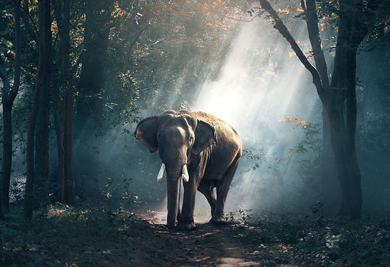 view-of-elephant-in-water-247431.jpg