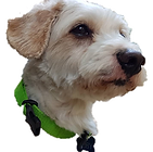 Toby carita SIN FONDO BLANCO.png