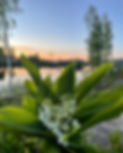 Blomst ved badeplass.jpg