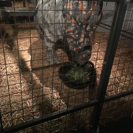 Dinosaurs in the Wild