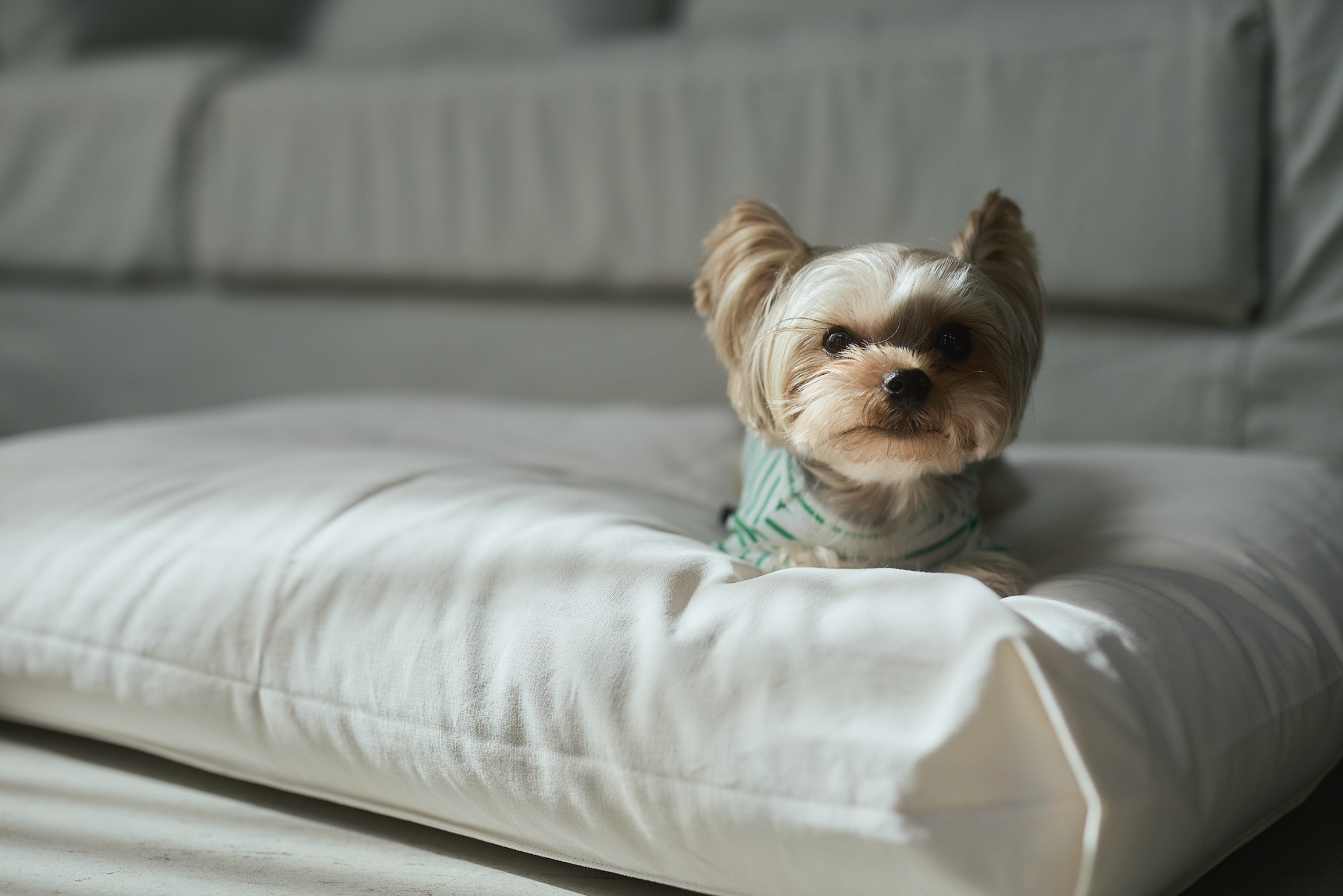 BEDDING | small stuff jp