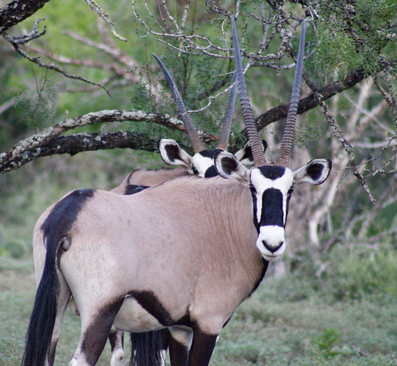 Gemsbok