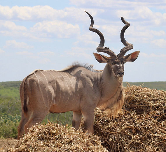 Kudu