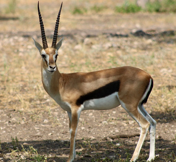 Thomson's Gazelle