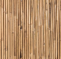 bamboo-texture-1.jpg