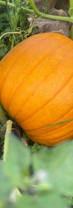 IMG_3480.jpeg