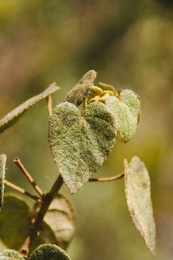 ChapadaVeadeiros-9847