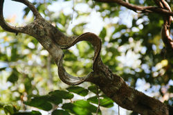 ChapadaVeadeiros-9874