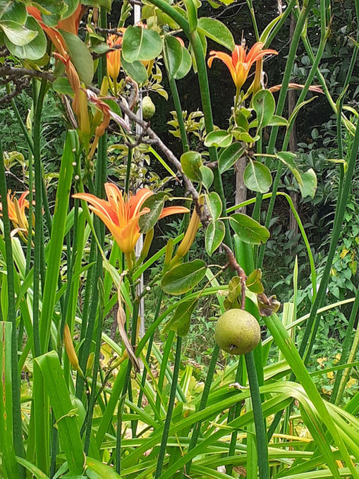 Il giardino di Massimo14