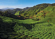 03 Cameron Highlands rs.jpg