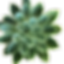 Green succulent.