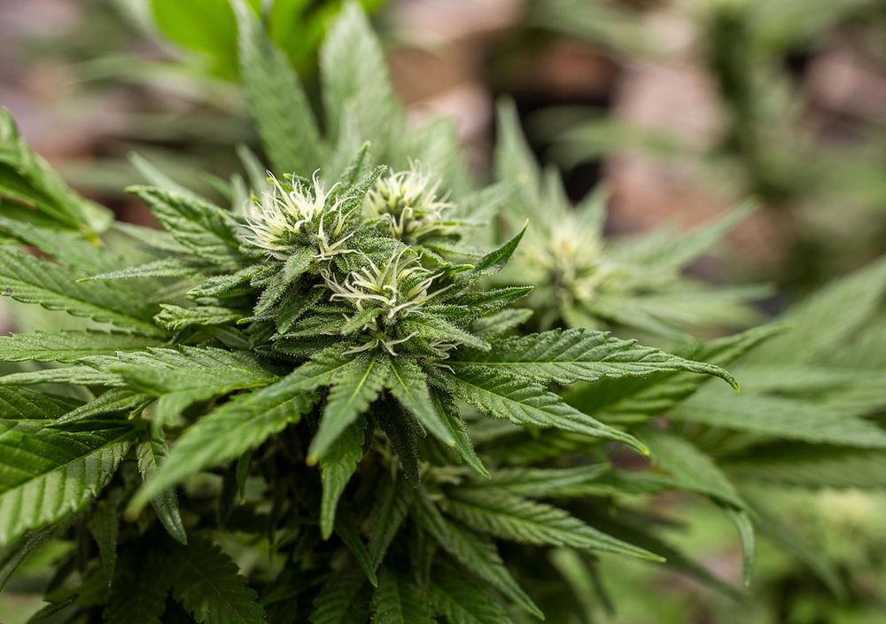 DELTA8 THC FLOWER How does it work?