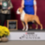 AKC GCH Ironstone's Wake The Dragon "Bane"
