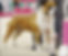 _storage_emulated_0_Pictures_Parastone's_images